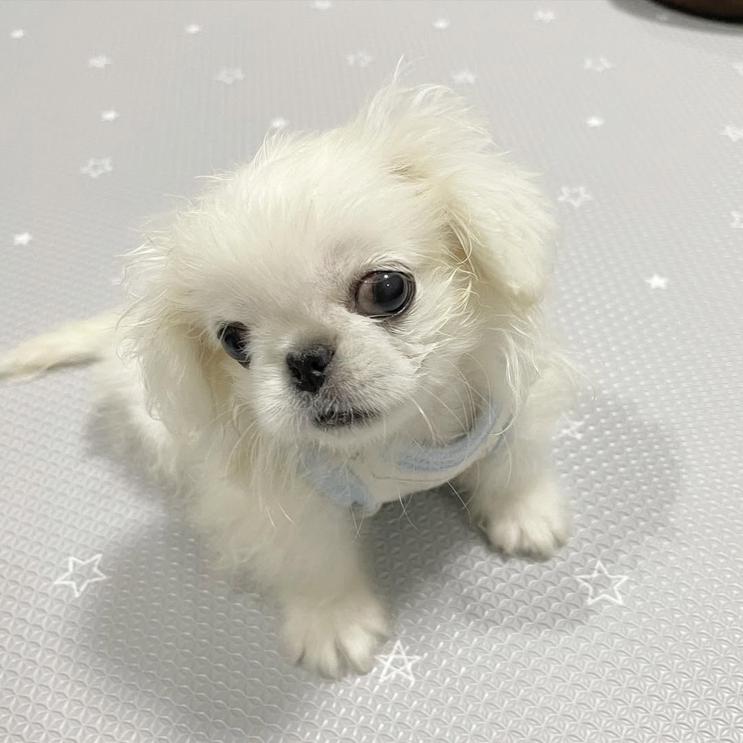 Cachorro Pekinés